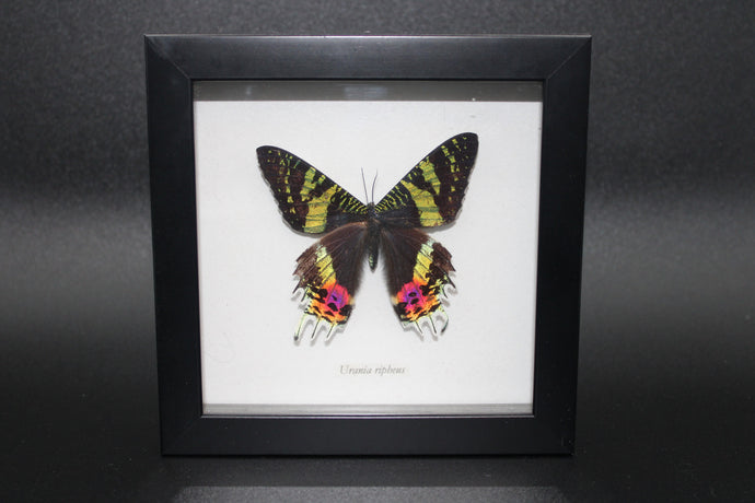 Butterfly Specimen: Urania ripheus